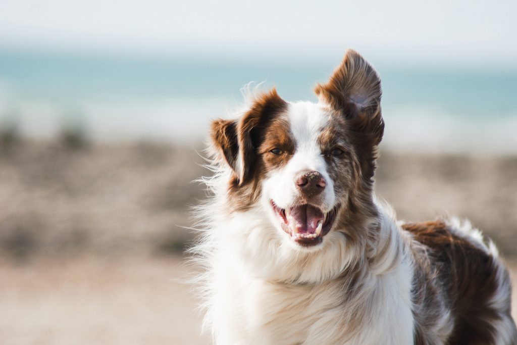 ¿Puedo viajar en moto con mi perro?